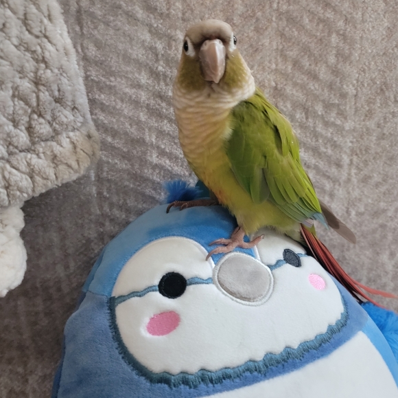 Meet your Posher, Sarah - Picture 5 of 5